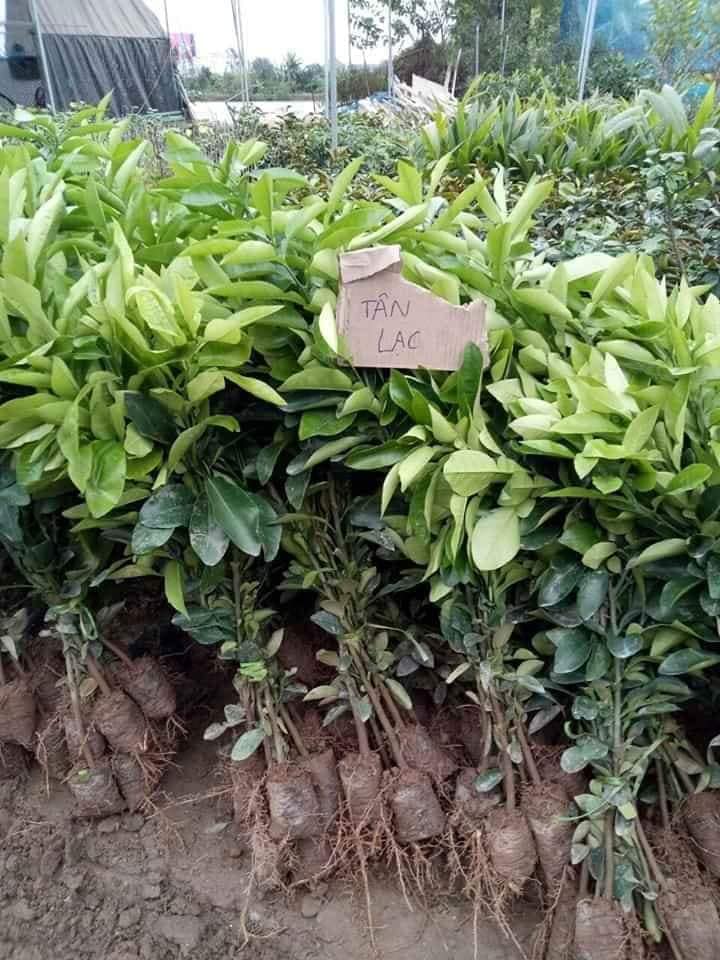 NƠI CUNG CẤP GIỐNG CÂY BƯỞI TÂN LẠC