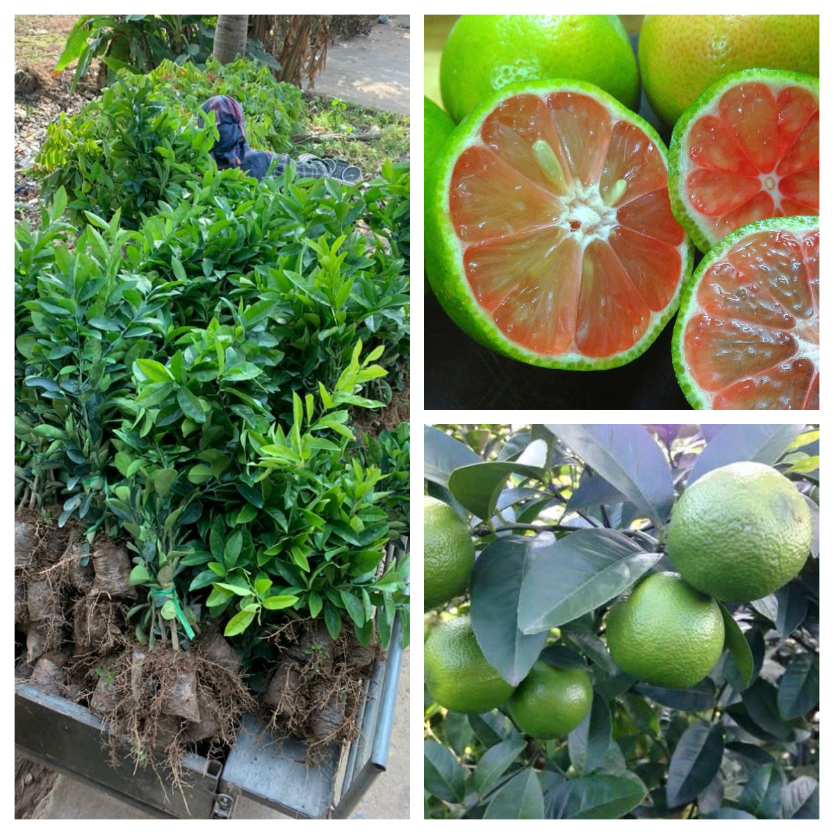 CÂY GIỐNG CHANH ĐÀO