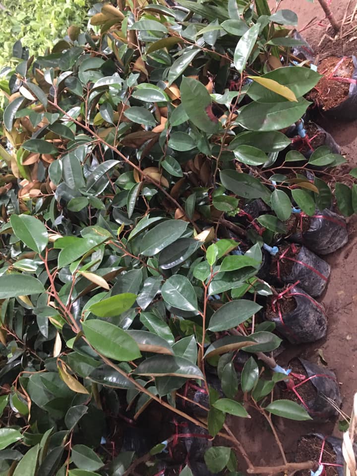 CÂY VÚ SỮA LÒ RÈN CỠ NHỠ
