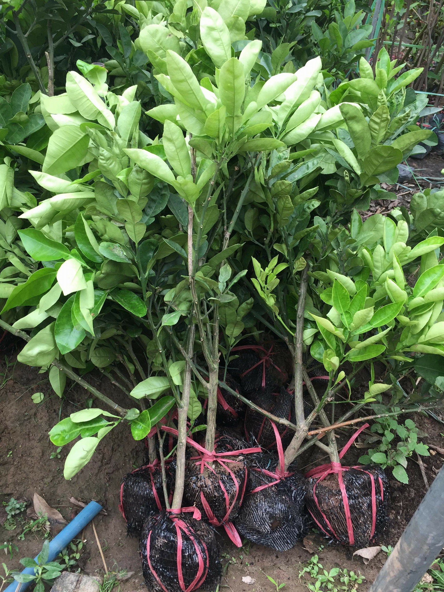 Địa chỉ cung cấp cây giống bưởi diễn