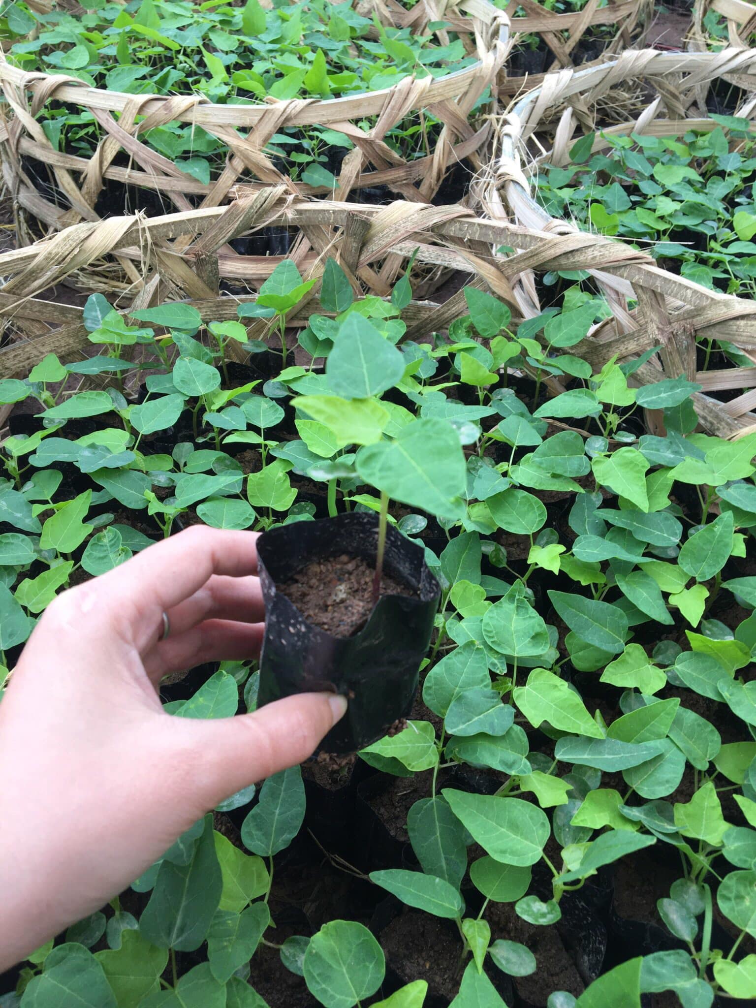 NƠI CUNG CẤP GIỐNG CÂY ĐU ĐỦ THÁI