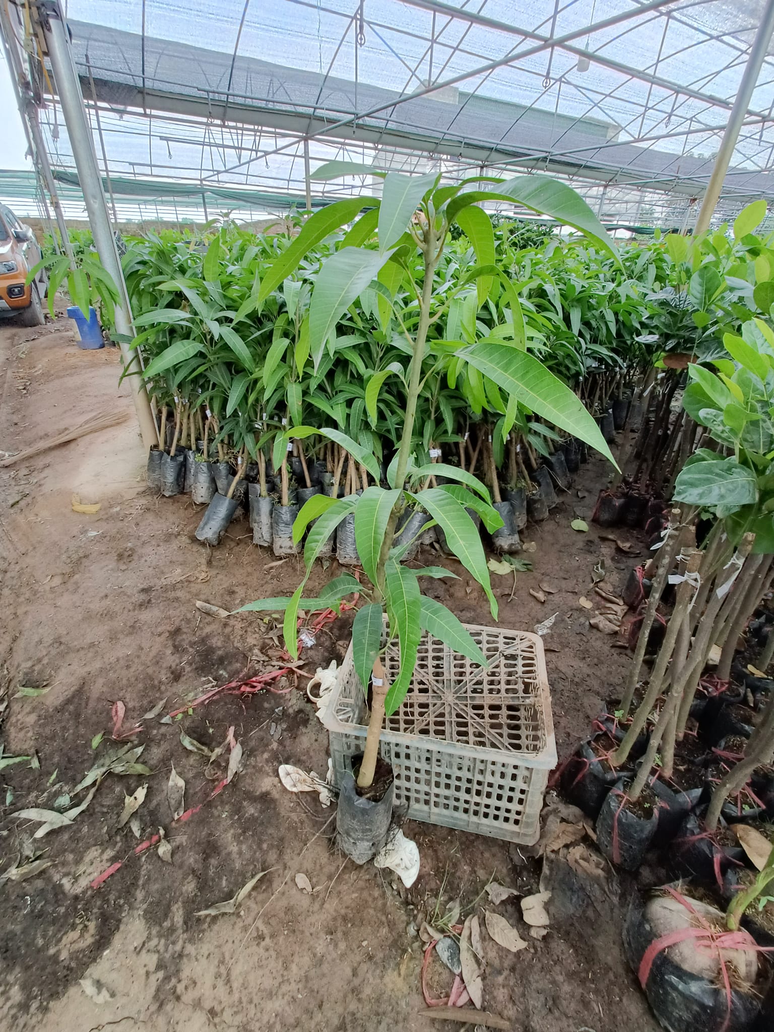 CÂY XOÀI TÍM CỠ NHỠ