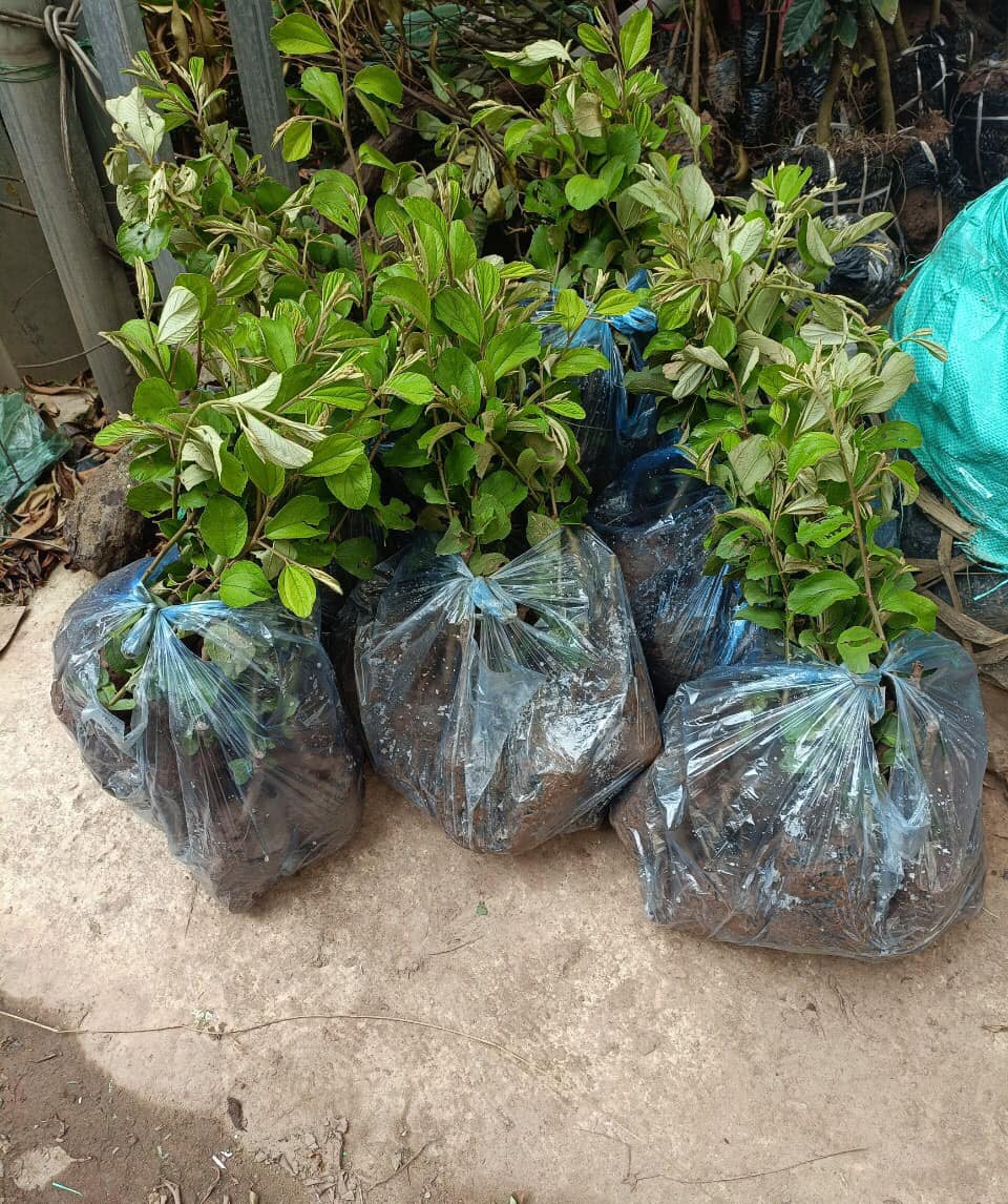 GIỐNG CÂY TÁO LÊ