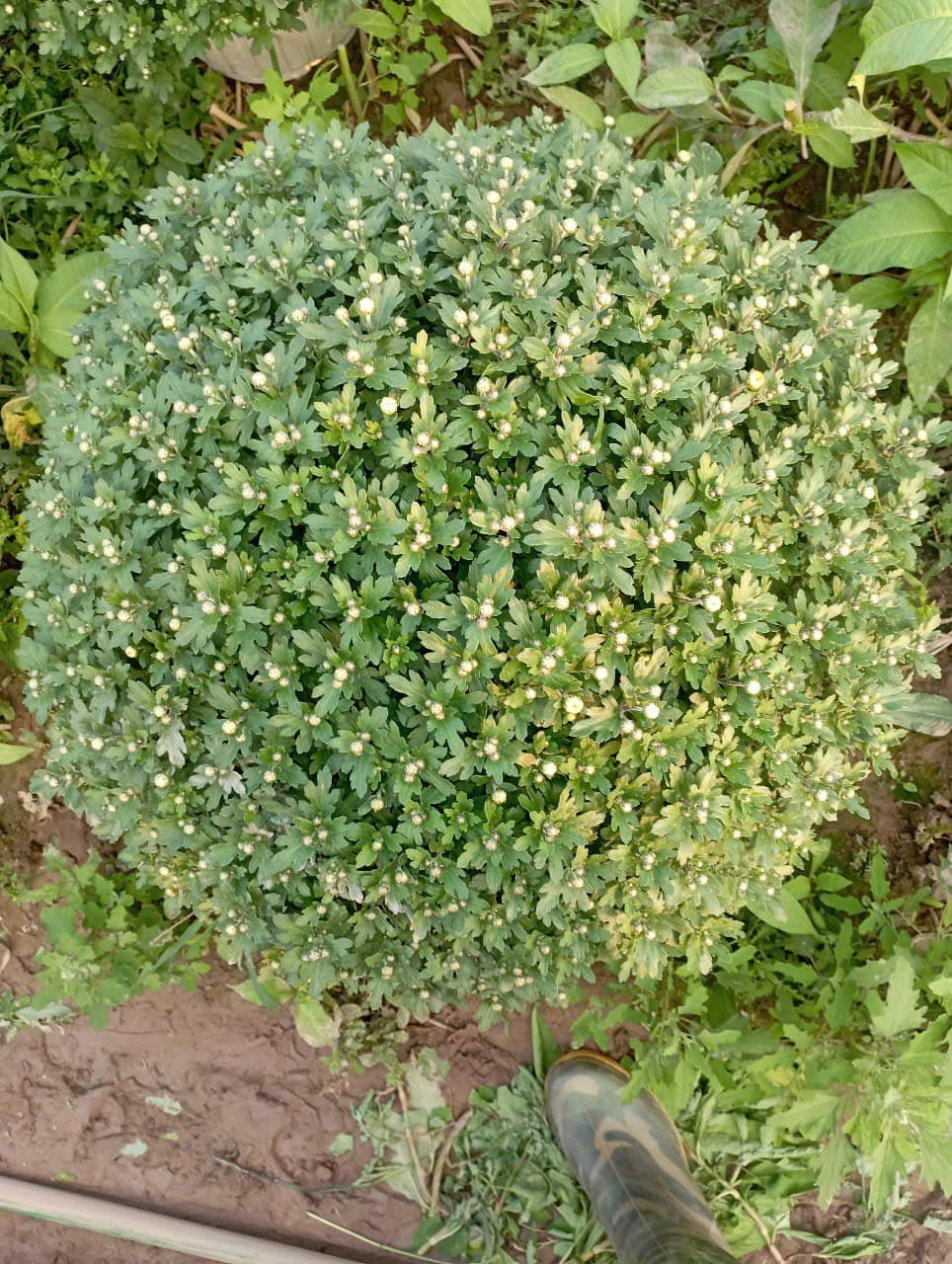 CÚC HÀN TÁN 60-75 CM