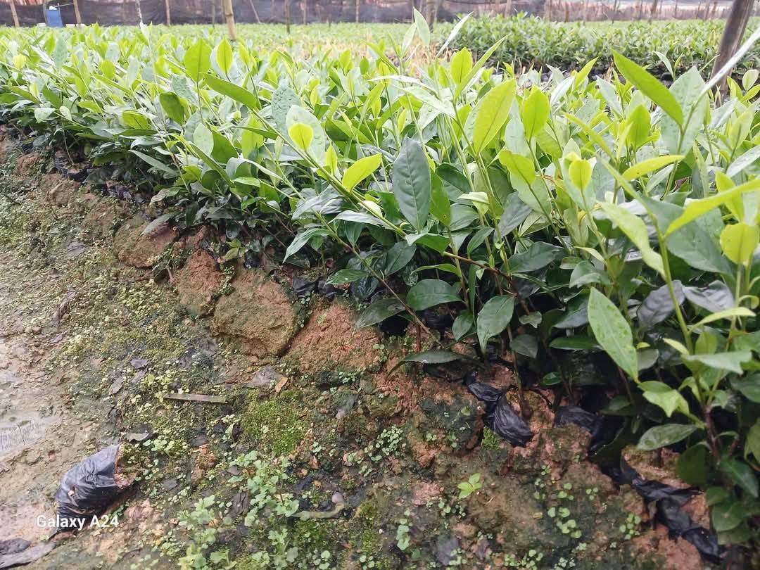 CÂY GIỐNG TRÀ XANH