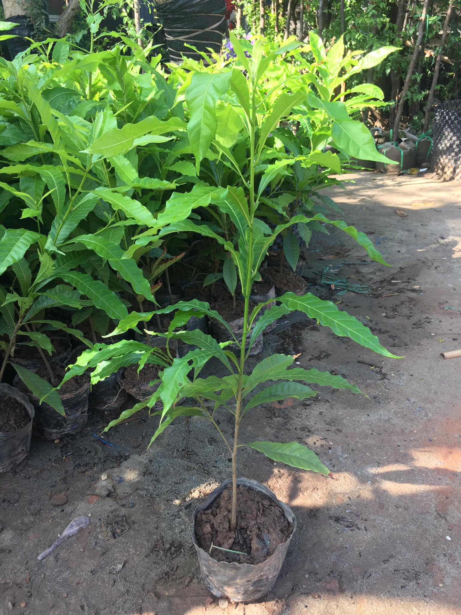 NƠI CUNG CẤP GIỐNG CÂY VÚ SỮA HOÀNG KIM