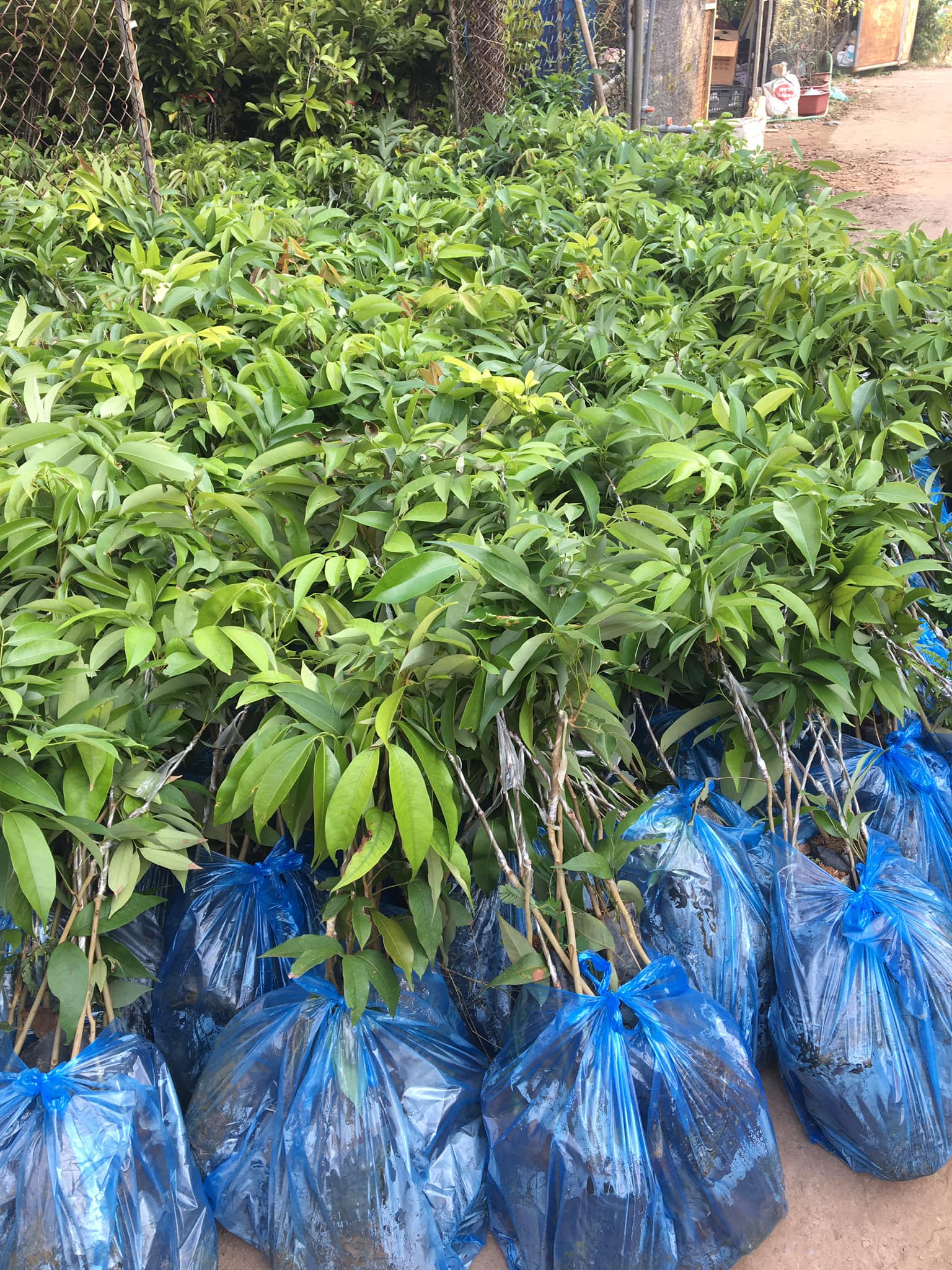 NƠI CUNG CẤP GIỐNG CÂY VẢI CHÍN SỚM