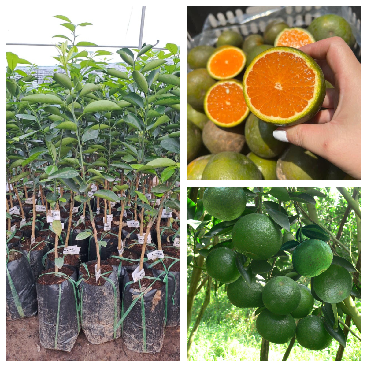 NƠI CUNG CẤP GIỐNG CÂY CAM SÀNH