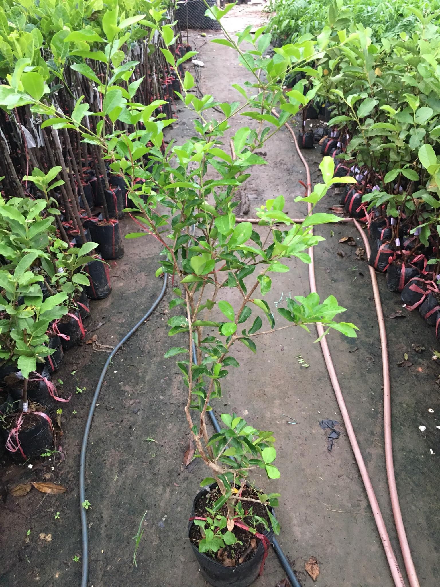 NƠI CUNG CẤP GIỐNG CÂY SƠ RI