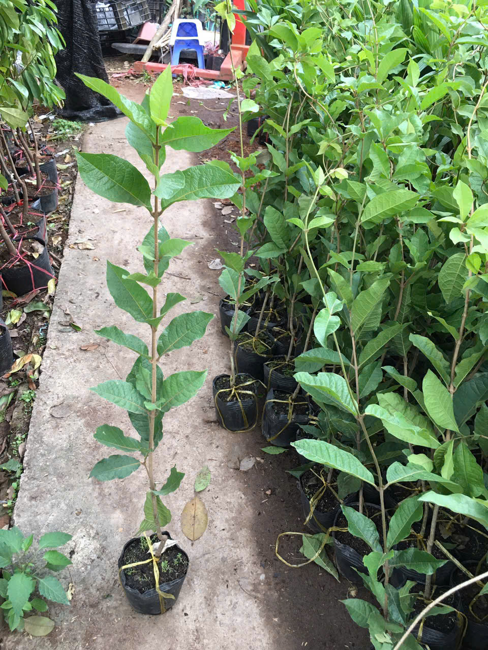 Cây giống mai xanh