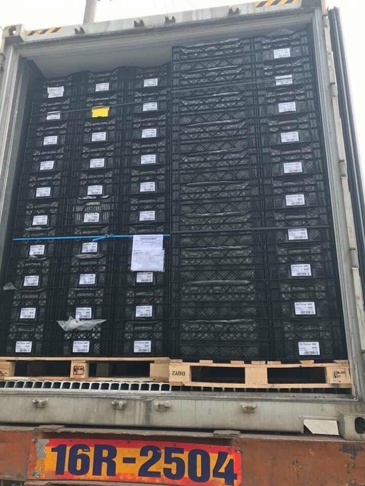 CỦ GIỐNG LY CAO THƠM