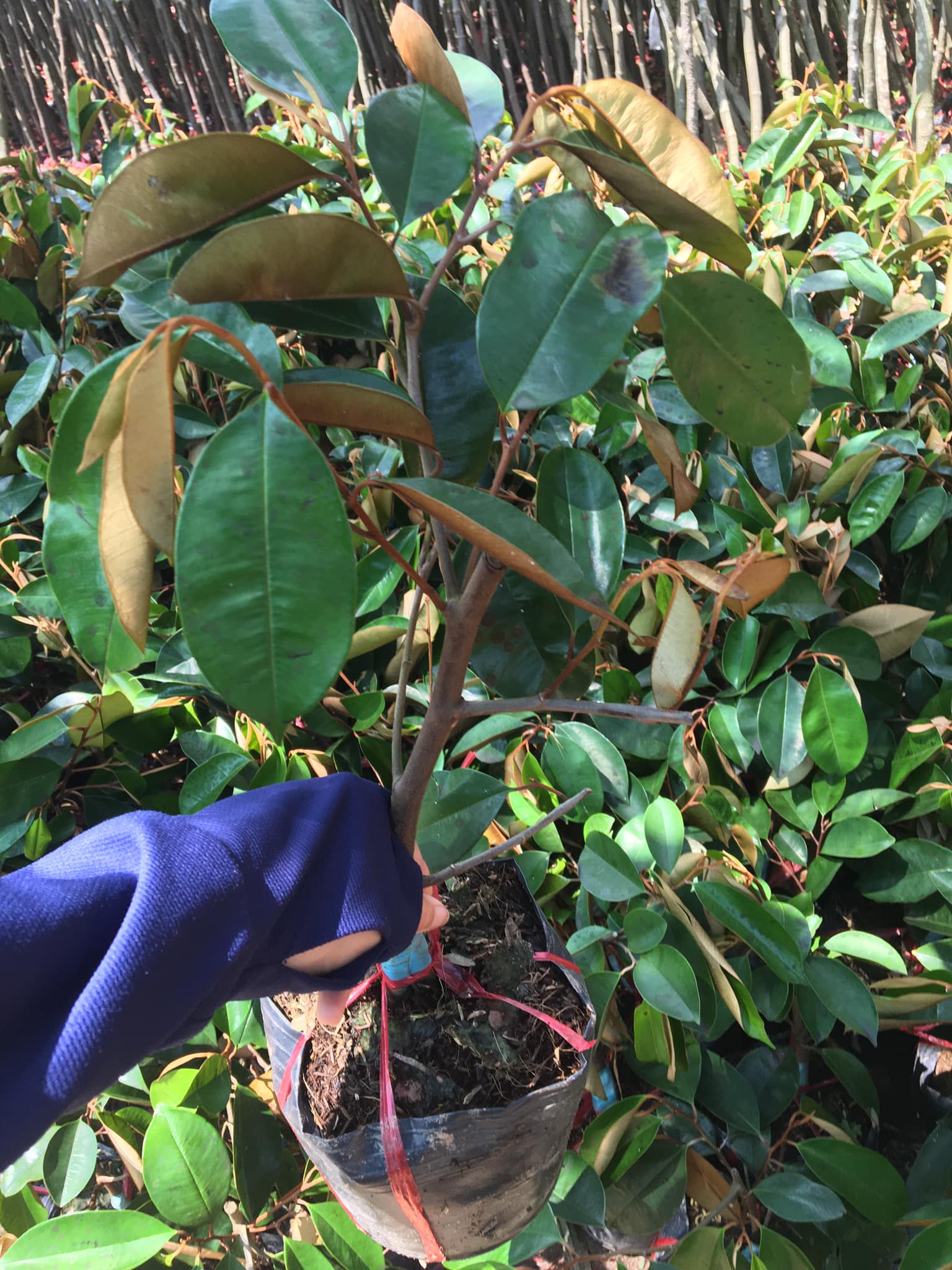 NƠI CUNG CẤP GIỐNG CÂY VÚ SỮA