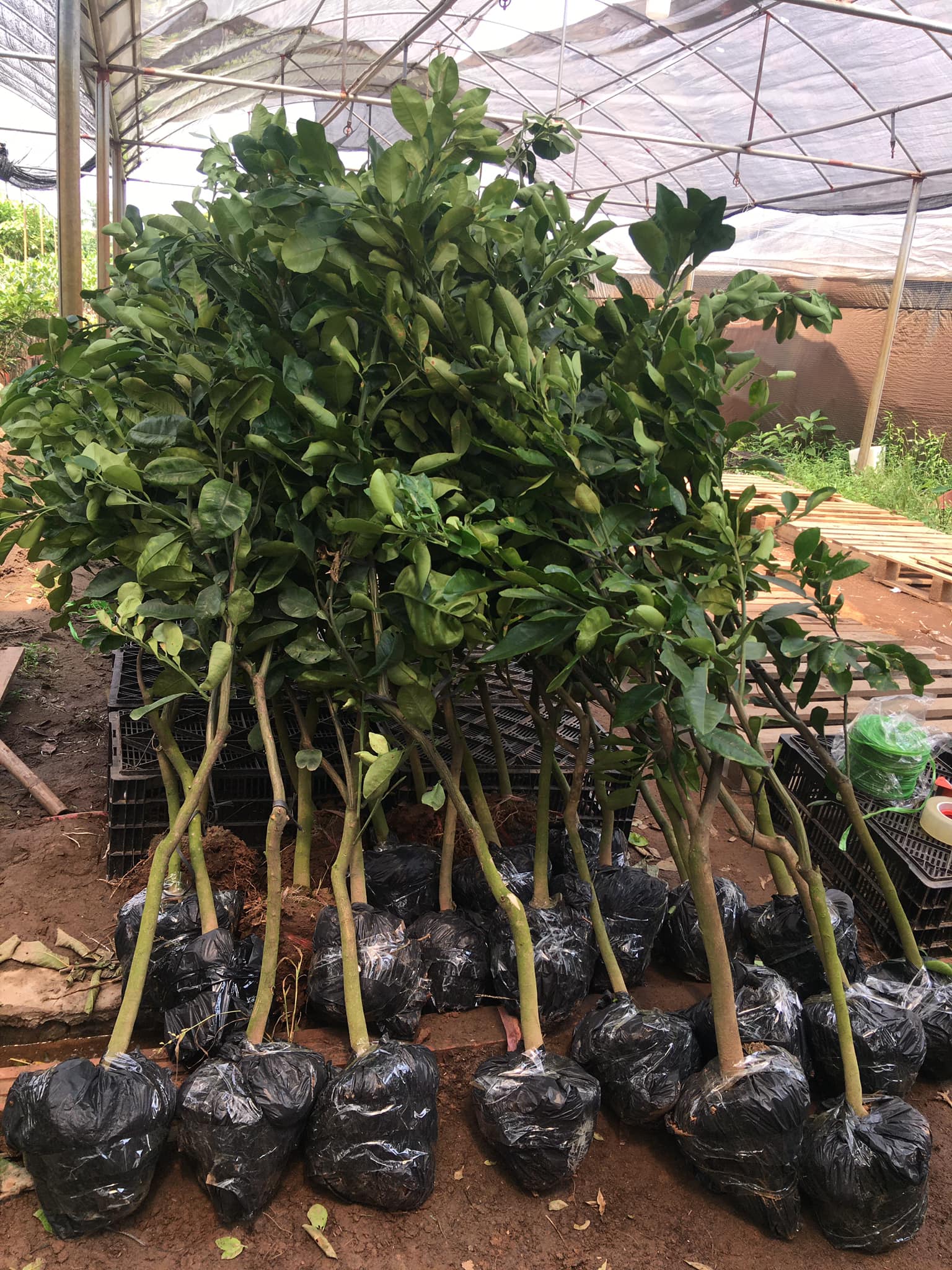 GIỐNG CÂY BƯỞI RUBY THÁI LAN ( BƯỞI HƯƠNG THÁI)