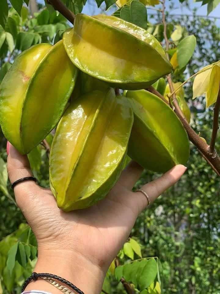 Địa chỉ cung cấp cây giống khế ngọt