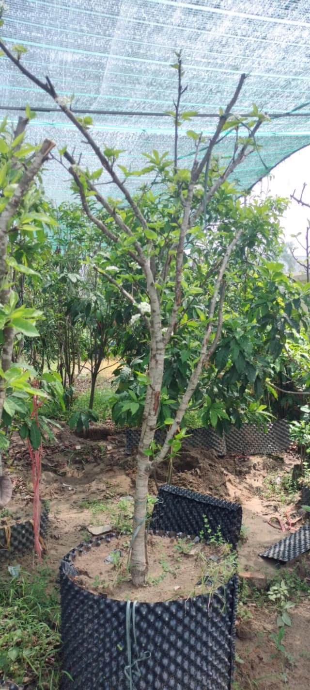CÂY LÊ XANH TO
