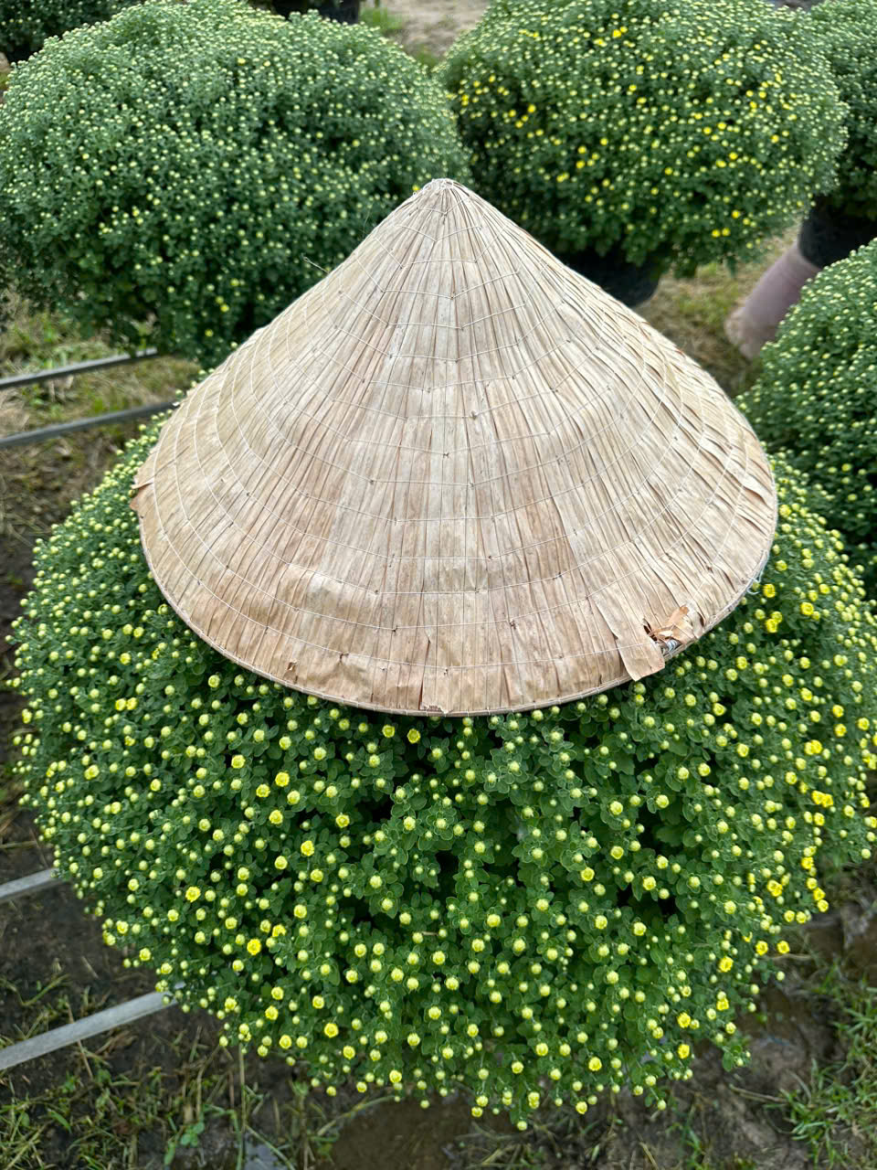 Cúc mâm xôi sẵn vườn size 90 - 100cm