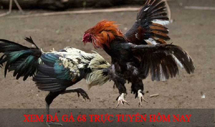 XEM ĐÁ GÀ 68 TRỰC TUYẾN HÔM NAY