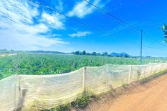 6 sào hẻm DH2 n'thôn hạ, đức trọng cũ, lâm đồng