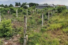 ĐẤT ĐẸP – GIÁ TỐT – CHÍNH CHỦ CẦN BÁN ĐẤT Tại Đường 130,  Xã Tân Thạnh Đông, Củ