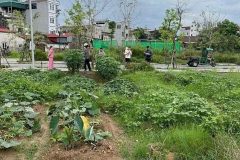 Rẻ nhất khu tái định cư Thư Lâm, Đông Anh - Vị trí đẹp - Gia đình cần vốn nên