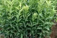 GIỐNG CAM ĐƯỜNG CANH
