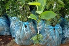 CÂY GIỐNG MẮC CỌP ( LÊ NÂU)