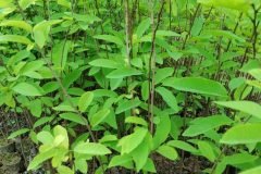 CÂY GIỐNG NA DAI