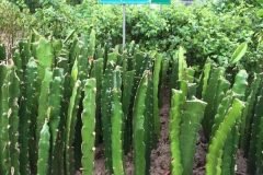 Địa chỉ cung cấp cây giống thanh long