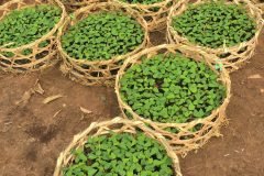CÂY GIỐNG ĐU ĐỦ THÁI