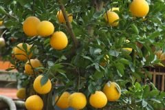 CÂY GIỐNG BƯỞI DIỄN