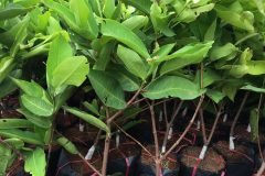 CÂY GIỐNG ROI ĐỎ