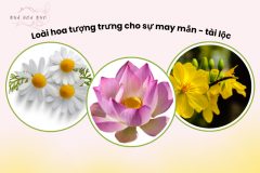 Những loài hoa mang lại sự may mắn, tài lộc bạn nên biết