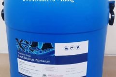 Lactobacillus Plantarum, men vi sinh đường ruột tôm cá
