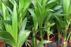 Cây giống dừa xiêm lùn đỏ