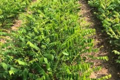 Địa chỉ cung cấp cây giống khế chua