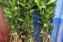 NƠI CUNG CẤP GIỐNG CÂY QUÝT ĐƯỜNG THÁI