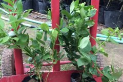 Cây giống việt quất