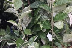 Địa chỉ cung cấp cây giống nhót ngọt
