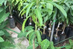 CÂY GIỐNG XOÀI ÚC