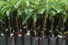 Cung cấp cây giống bơ sáp
