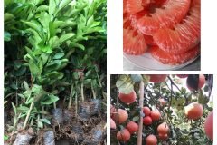 Cung cấp cây giống bưởi luận văn
