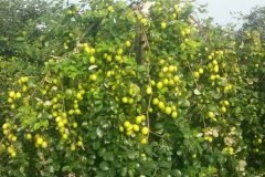 CÂY GIỐNG TÁO CHUA