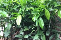CÂY GIỐNG HỒNG SOCOLA
