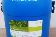 Bacillus Licheniformis, tăng miễn dịch, cân bằng hệ vi sinh đường ruột vật nuôi