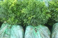 CÂY GIỐNG SƯA ĐỎ