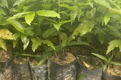 CÂY GIỐNG SẤU