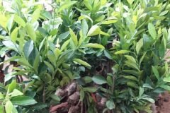 CÂY GIỐNG CHANH KHÔNG HẠT