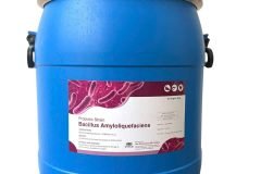 Bacillus Amyloliquefaciens, hỗ trợ đường ruột tôm cá, xử lý nước