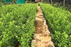 Địa chỉ cung cấp cây giống mận hậu