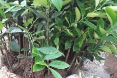 CÂY GIỐNG CHANH TỨ QUÝ